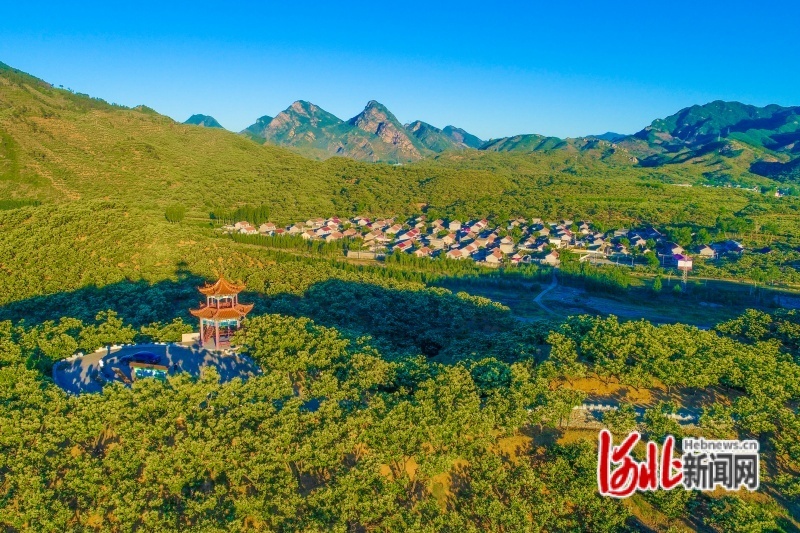 图为迁西县汉儿庄乡栗林花海。（资料图）