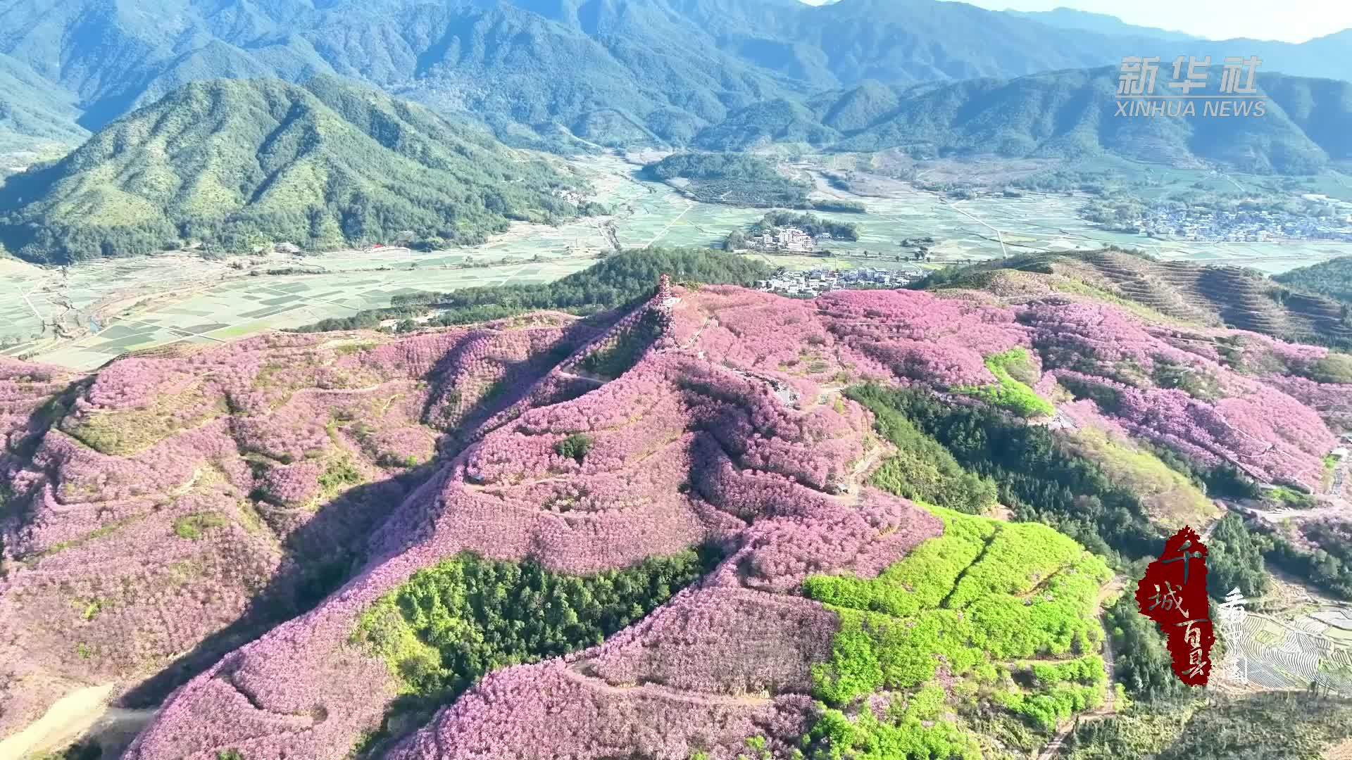 千城百县看中国｜福建清流：春临赖坊樱海 共赴浪漫花约