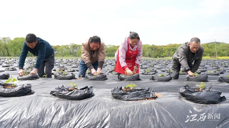▲农民在横峰县姚家乡岑山生态农业公司种植基地移栽葛苗。摄影 | 通讯员侯先钢