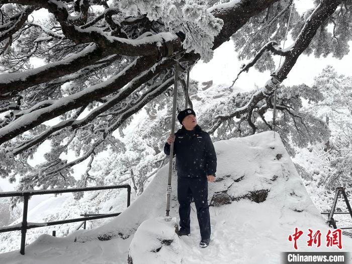 胡晓春正在检查迎客松的支撑架是否牢固。(资料图，黄山风景区管委会供图)