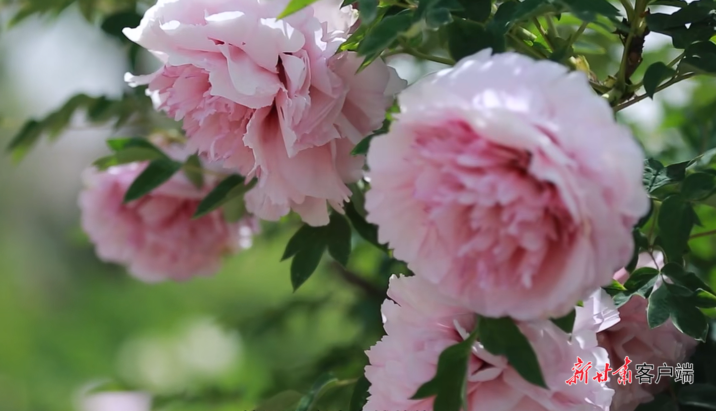 △临洮紫斑牡丹