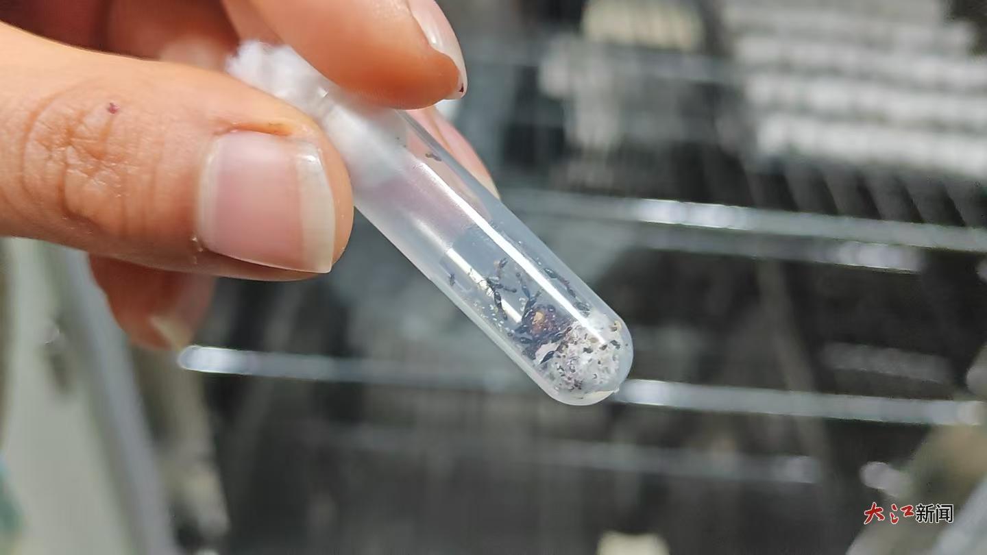 一管肿腿蜂幼虫大概能扩繁出50~70头成虫