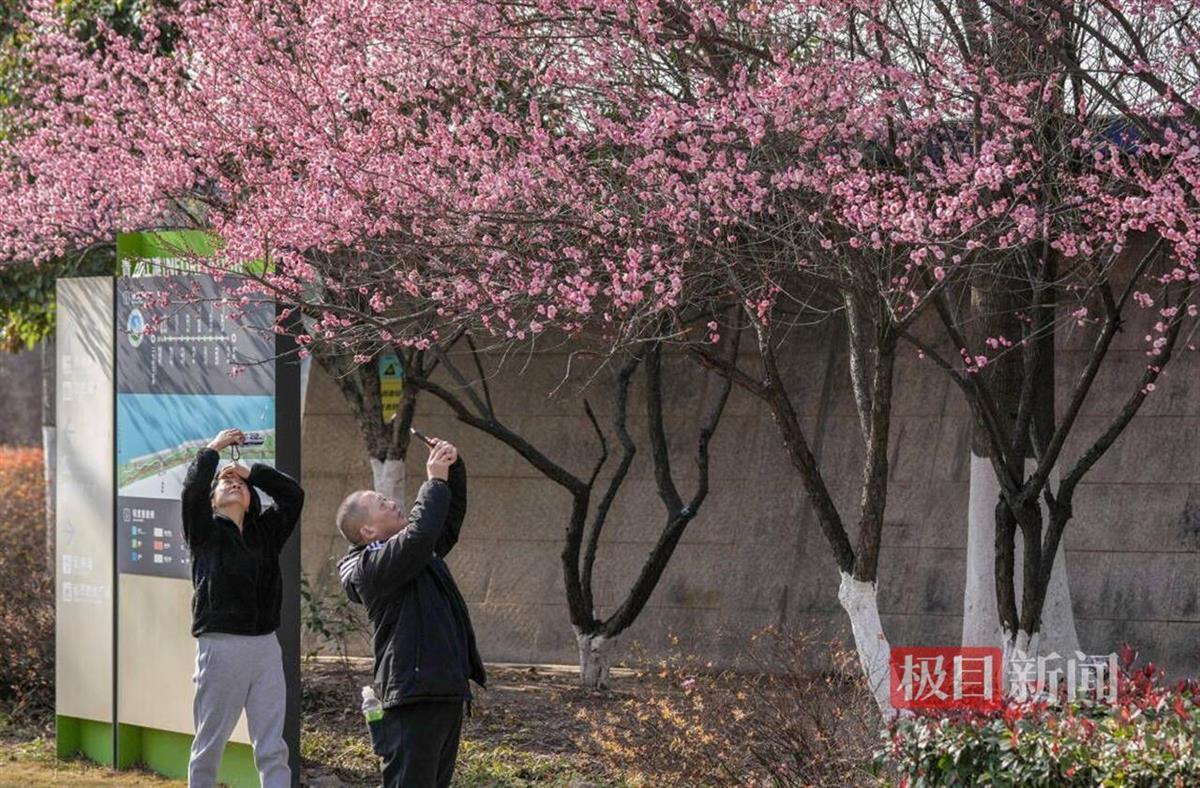 青山江滩，红梅怒放