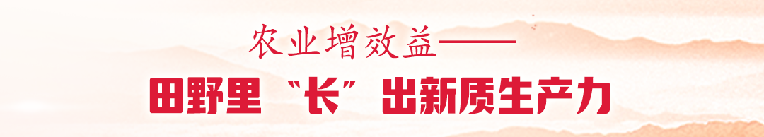 跟土地打了30多年交道的李金栋,怎么也想不到,翱翔于太空的卫星,能成为他种粮的“科技眼”。