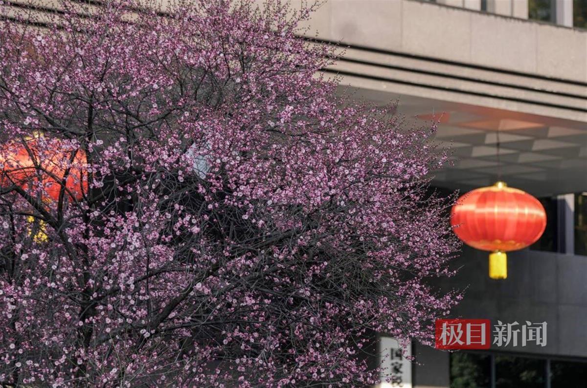 武昌白鹭街“梅花大道”