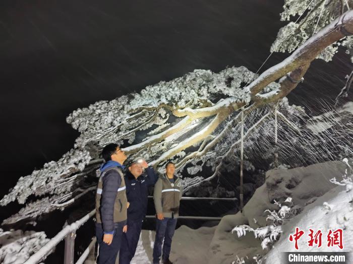 胡晓春正在对迎客松进行检查。(资料图，黄山风景区管委会供图)