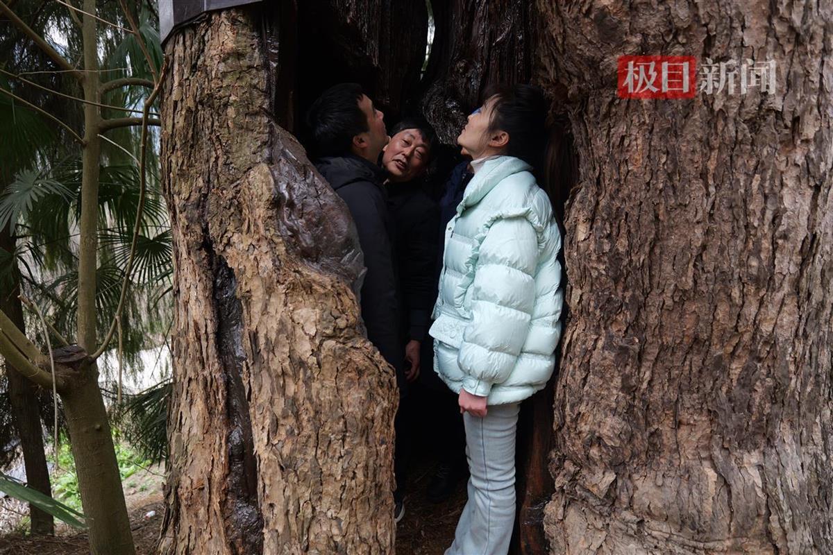 树干中间形成一个巨大的空洞,可容6人藏身