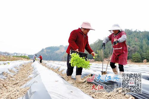 安遠(yuǎn)縣鎮(zhèn)崗鄉(xiāng)的農(nóng)戶搶抓農(nóng)時移栽煙葉。唐玉珍、唐進(jìn)欽 攝