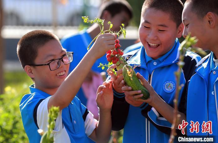 图为甘肃酒泉市金塔县第四中学学生在学校综合实践基地内开展劳动教育　资料图　酒泉市教育局供图