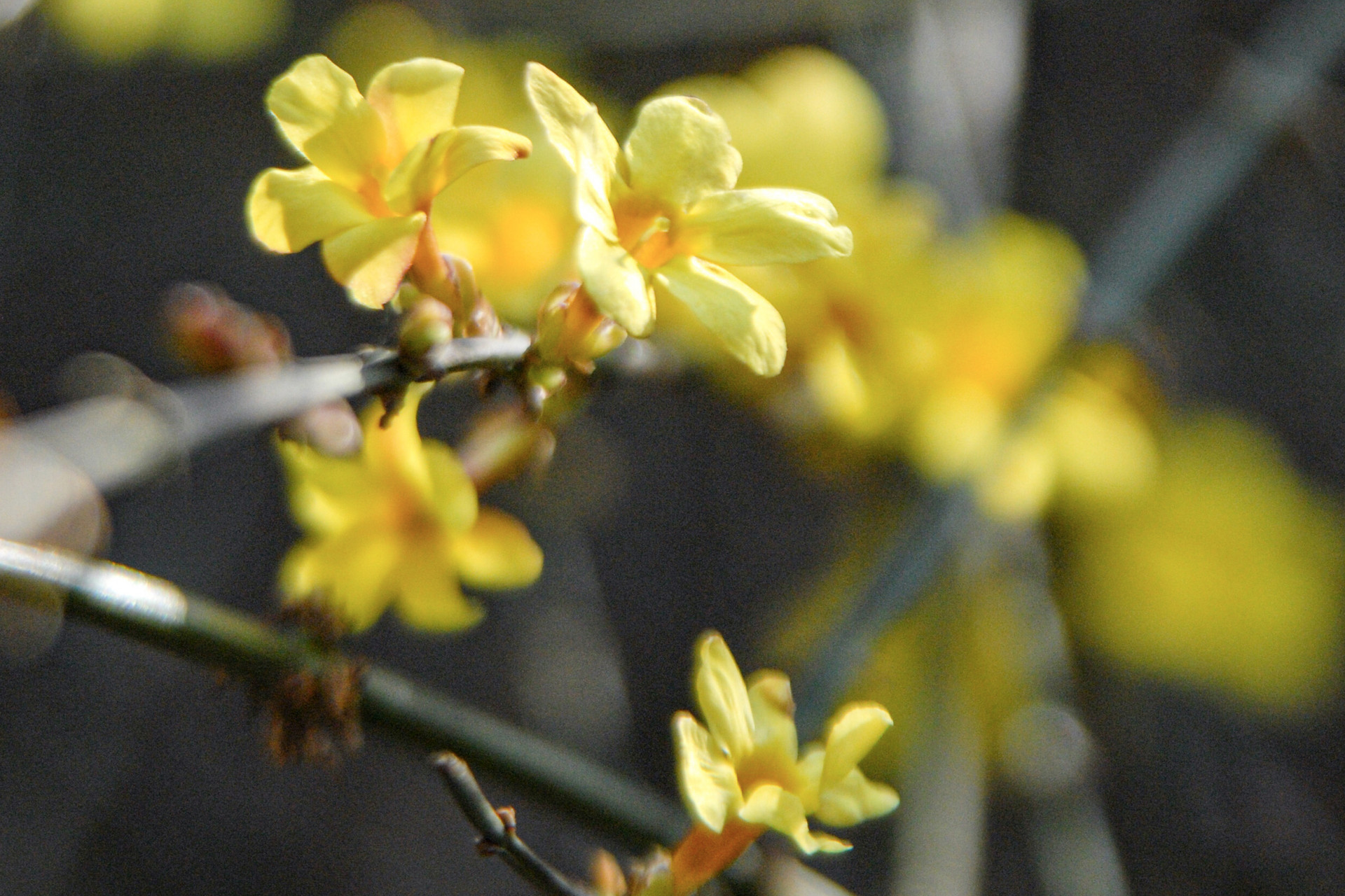 春天的脚步悄然而至,青岛即将迎来一大波花开
