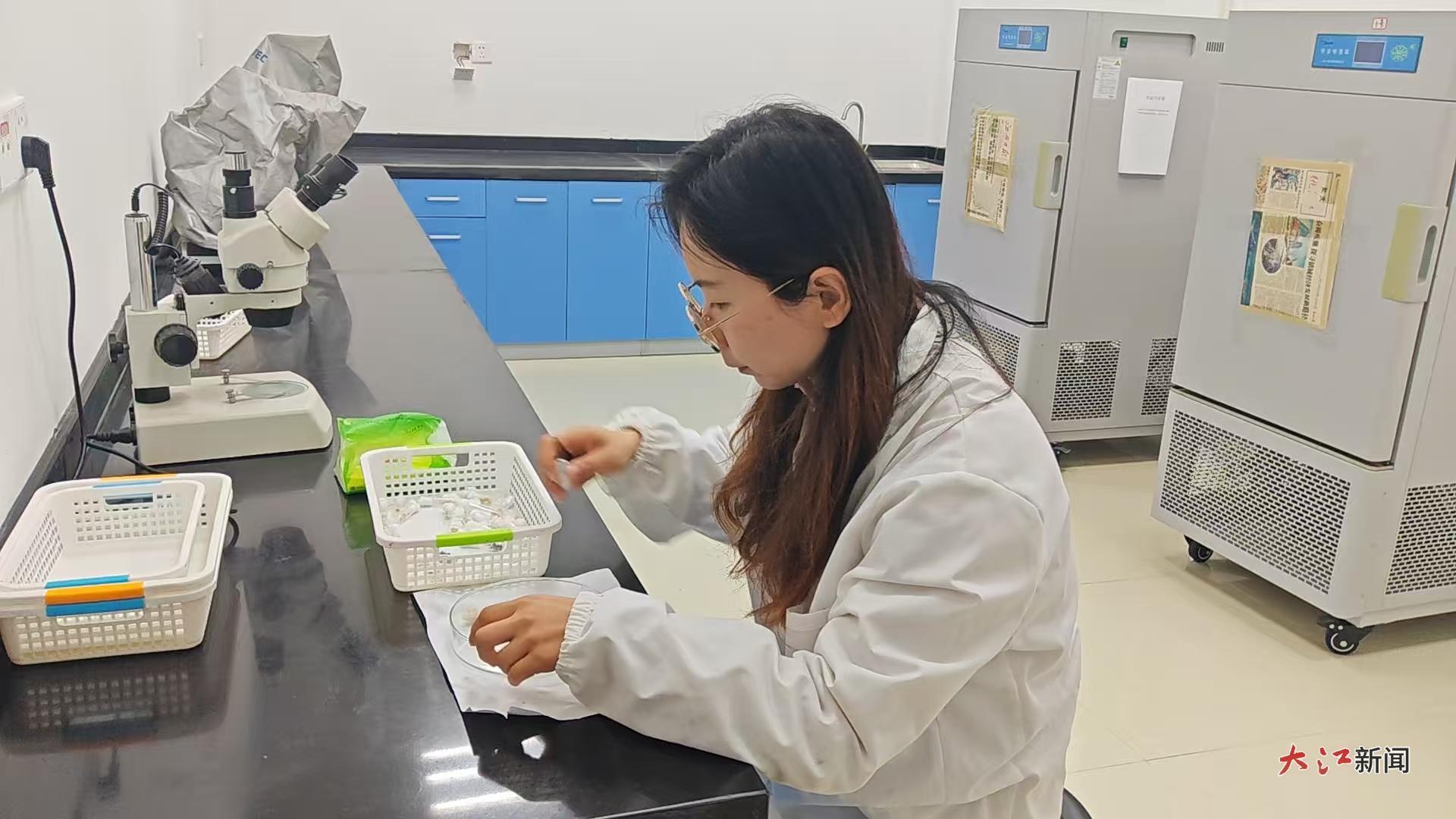 90后女孩人工扩繁肿腿蜂