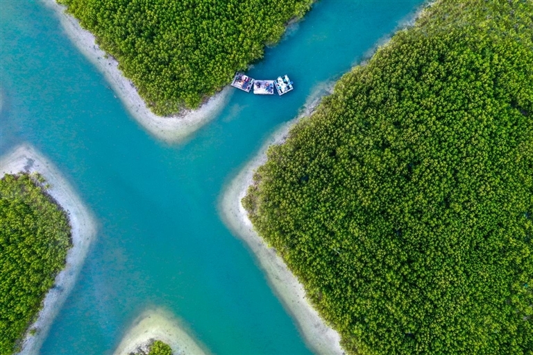 资料图：俯瞰陵水红树林国家湿地公园的海上绿洲。周旭 摄