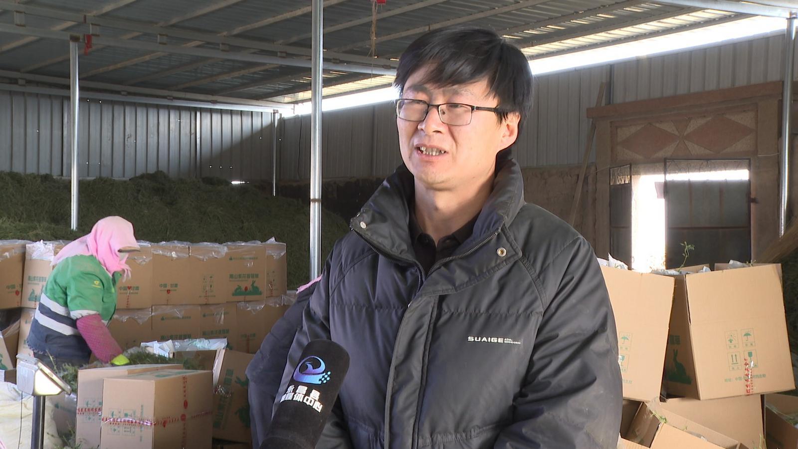 土苜蓿变身萌宠奢侈品　永昌汉子为啥能让它增值10倍