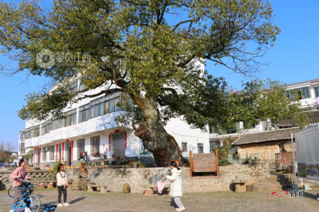 南昌市新建区溪霞镇店前村屹立着一棵树龄近500岁的古樟树 视觉江西袁骏摄