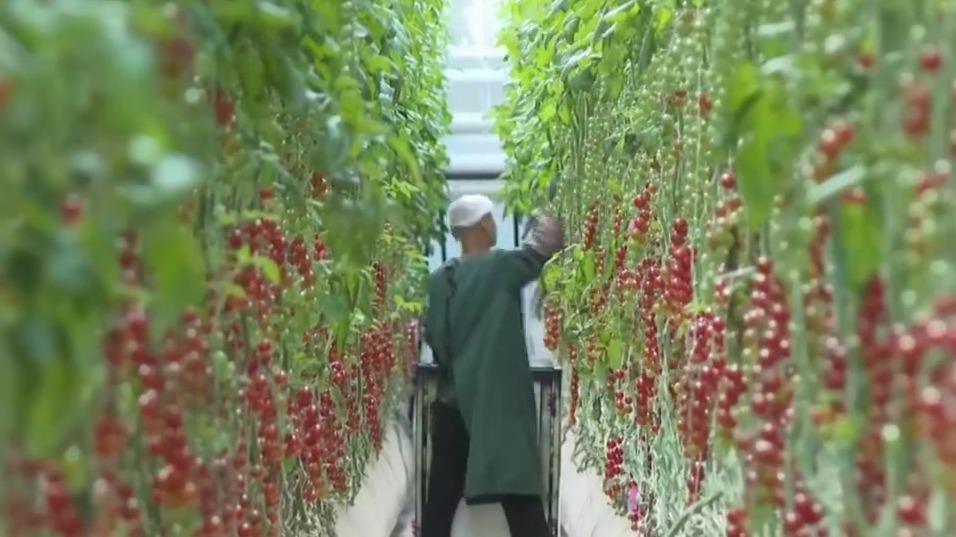 甘肃：着力壮大县域富民产业　不断拓宽农民增收渠道