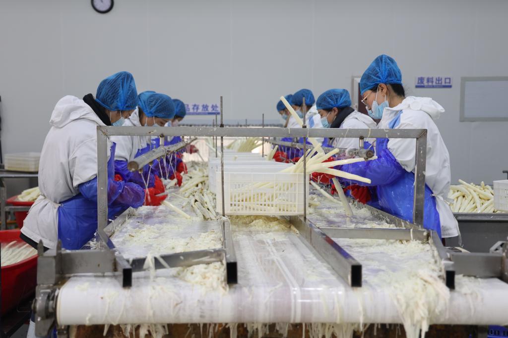 在河北蠡县，工人对麻山药进行精修加工。新华社记者 董笑坤 摄