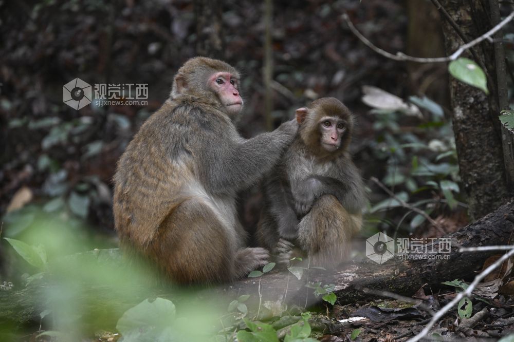 在树林中栖息的野生猕猴。