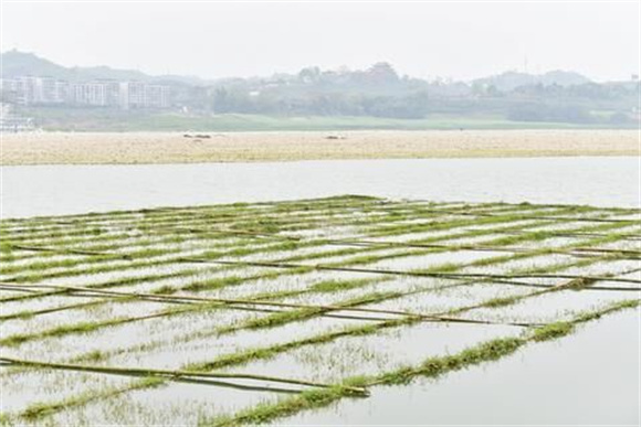 长江朝涪段2.6万平方米人工鱼巢投用凤凰网重庆_凤凰网