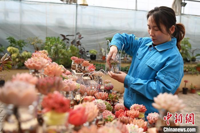 3月12日，在甘肃省兰州市红古区鑫源现代农业科技示范园种植大棚内，工作人员正在包装游客购买的多肉植物。中新社记者　九美旦增　摄