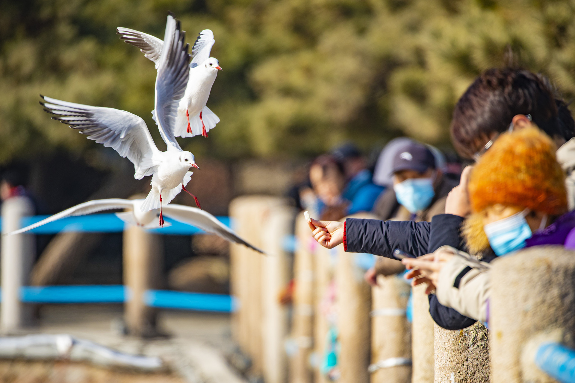 海鸥迁徙季节即将到来 青岛市民游客与海鸥亲密互动