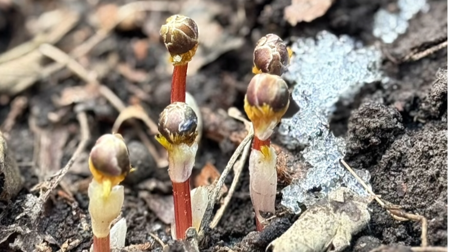 近距离拍摄的冰凌花（央广网发 净月潭供图）