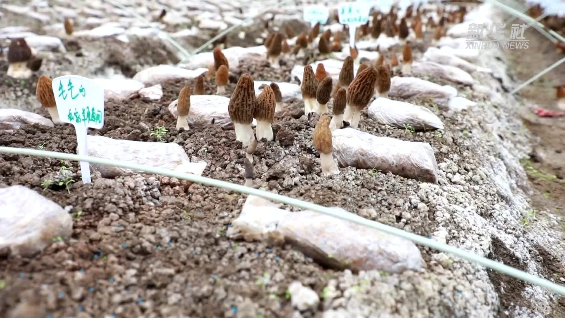 湖南冷水江：羊肚菌“抢鲜”上市 绘就春日好“丰”景