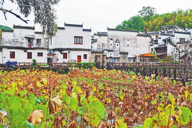 西冲古村。本报全媒体记者 徐黎明摄