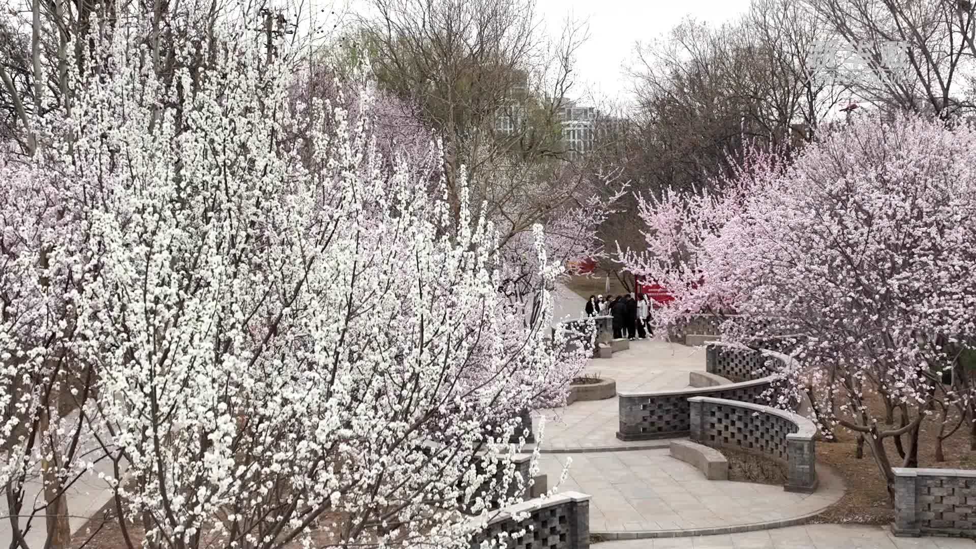 桃花灼灼 邂逅好春光
