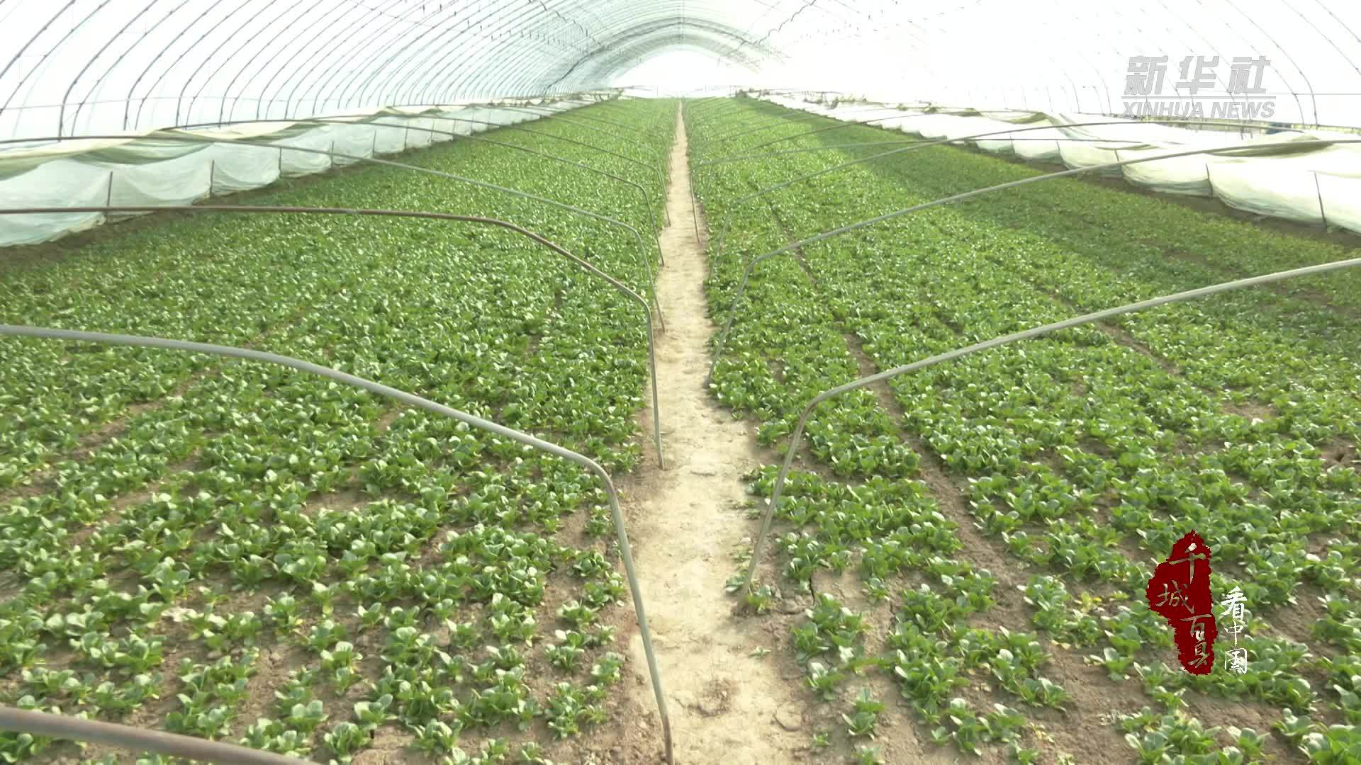 千城百县看中国｜河北高碑店：蔬菜大棚春耕忙