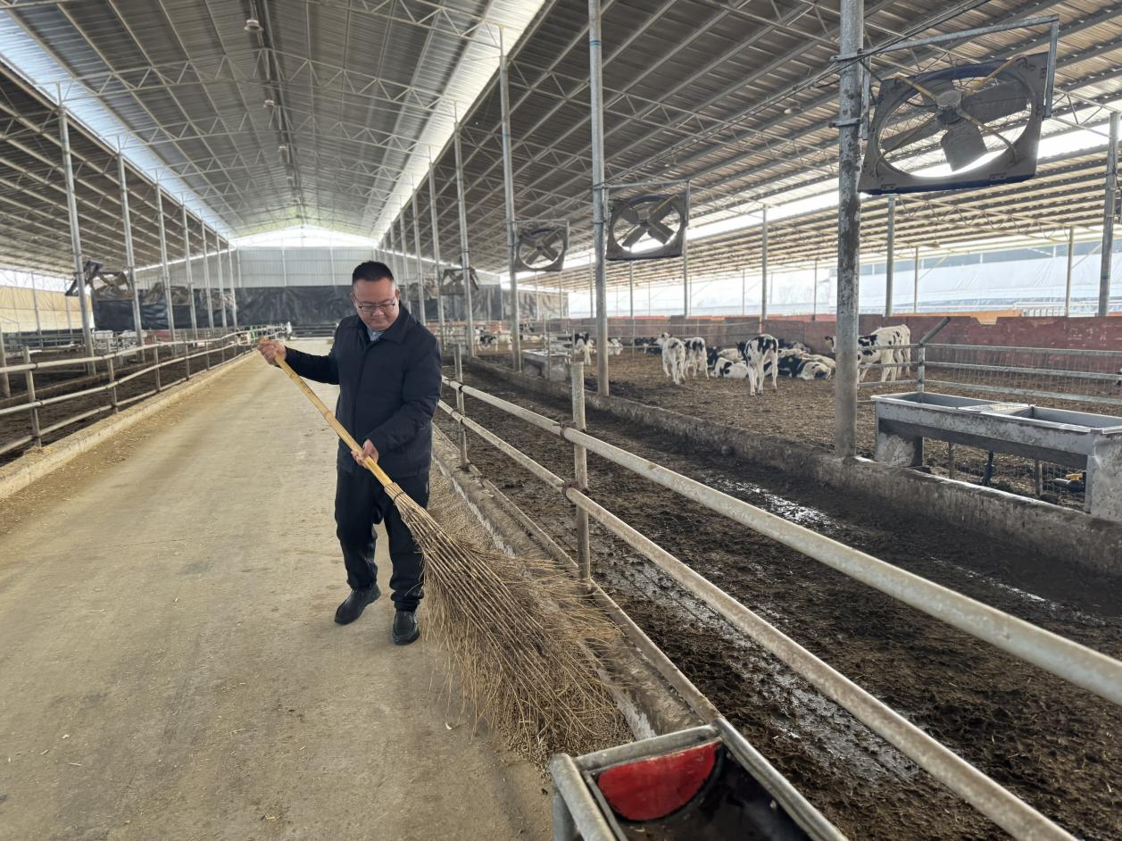 （陈磊磊打扫牛舍）