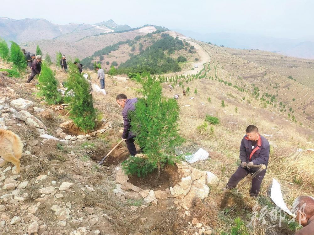 我市山区群众树苗培土，为大山植下一片新绿。 市林业局供图