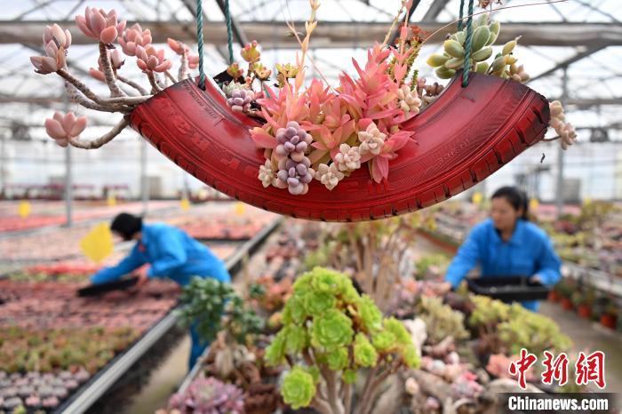 3月12日，在甘肃省兰州市红古区鑫源现代农业科技示范园种植大棚内种植的多肉植物。中新社记者　九美旦增　摄