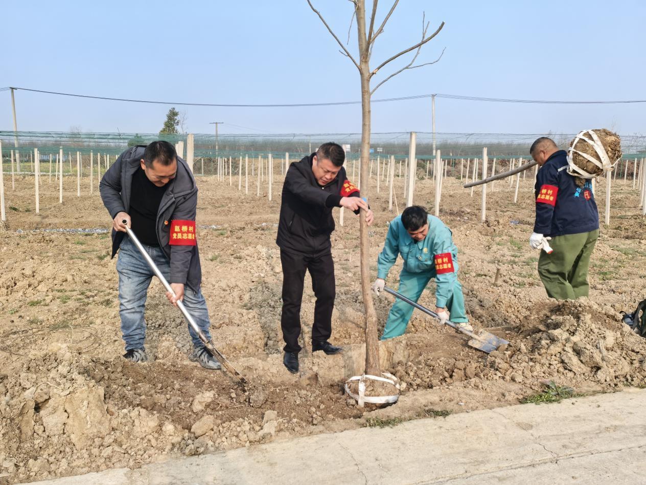 图为赵桥村树苗栽种现场