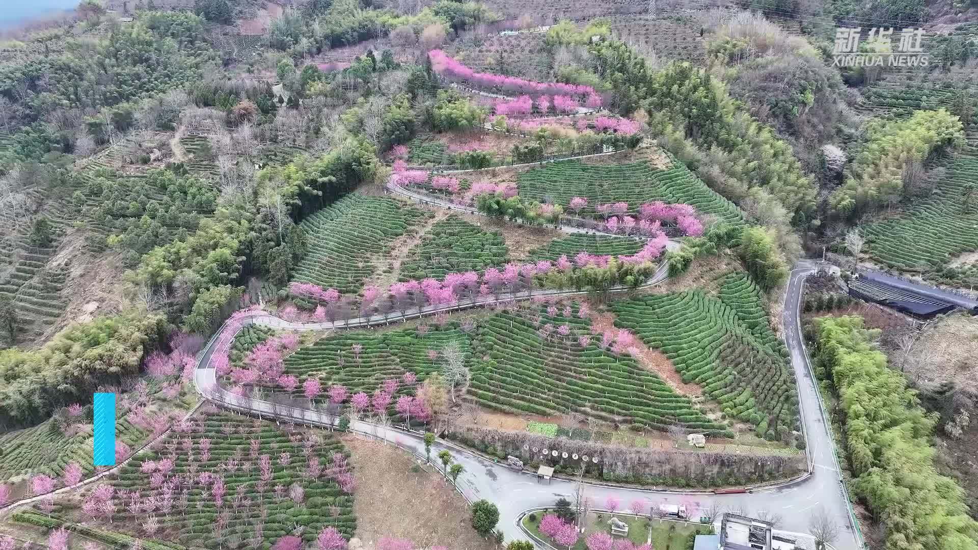 陕西平利：“茶光”共谱交响曲 生态经济展新颜