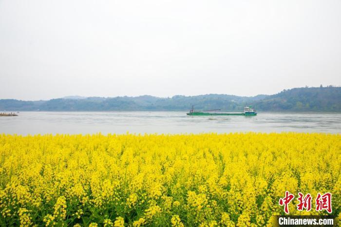 重庆永川：百亩油菜花竞相绽放春色如画