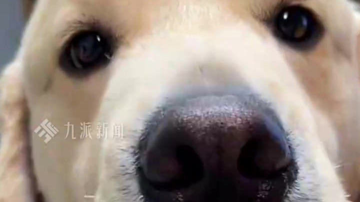 遛狗搭子结婚女子随礼写狗名：新搬来的邻居，彼此没正式介绍过名字