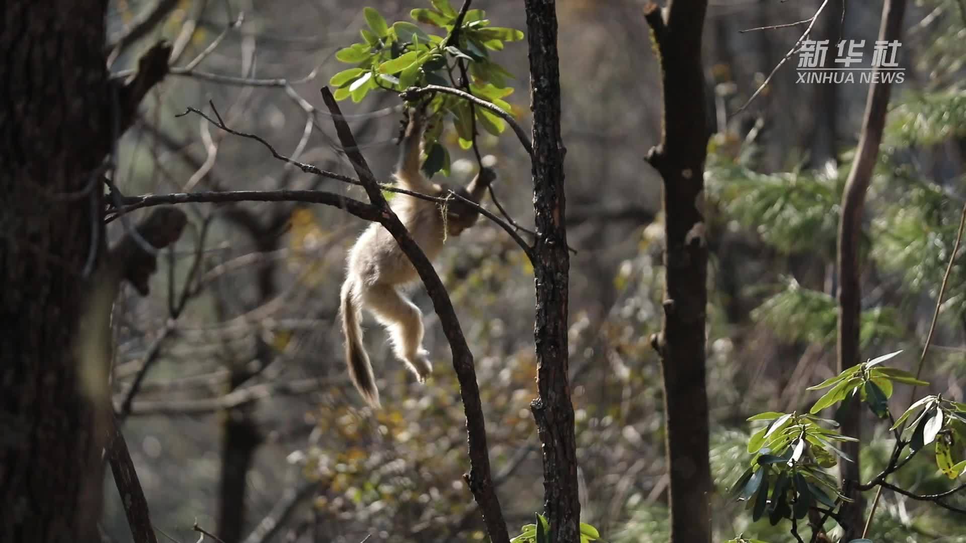滇金丝猴乐享春日快乐时光