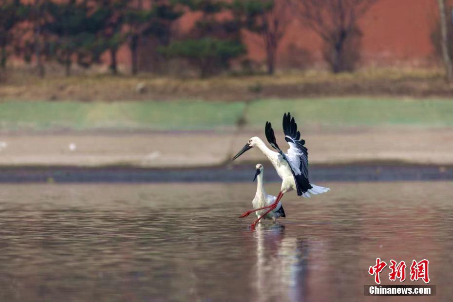 河北涉县首次记录到国家一级保护动物东方白鹳
