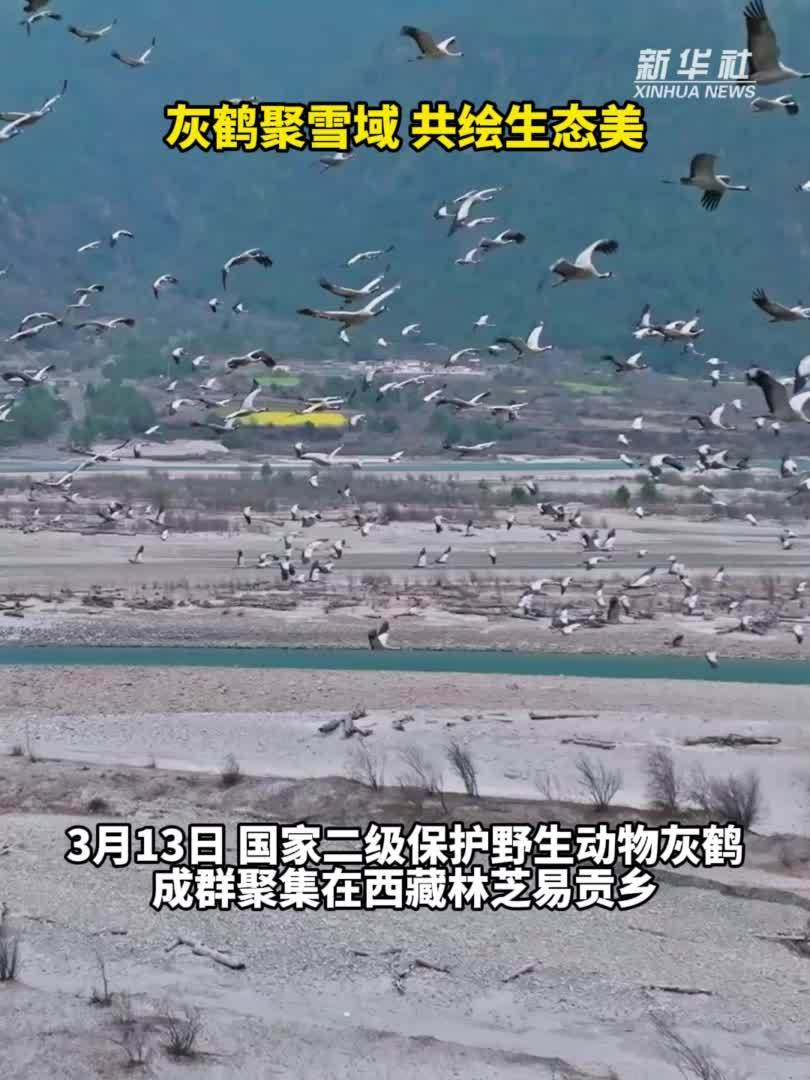 秀我中国｜灰鹤聚雪域 共绘生态美