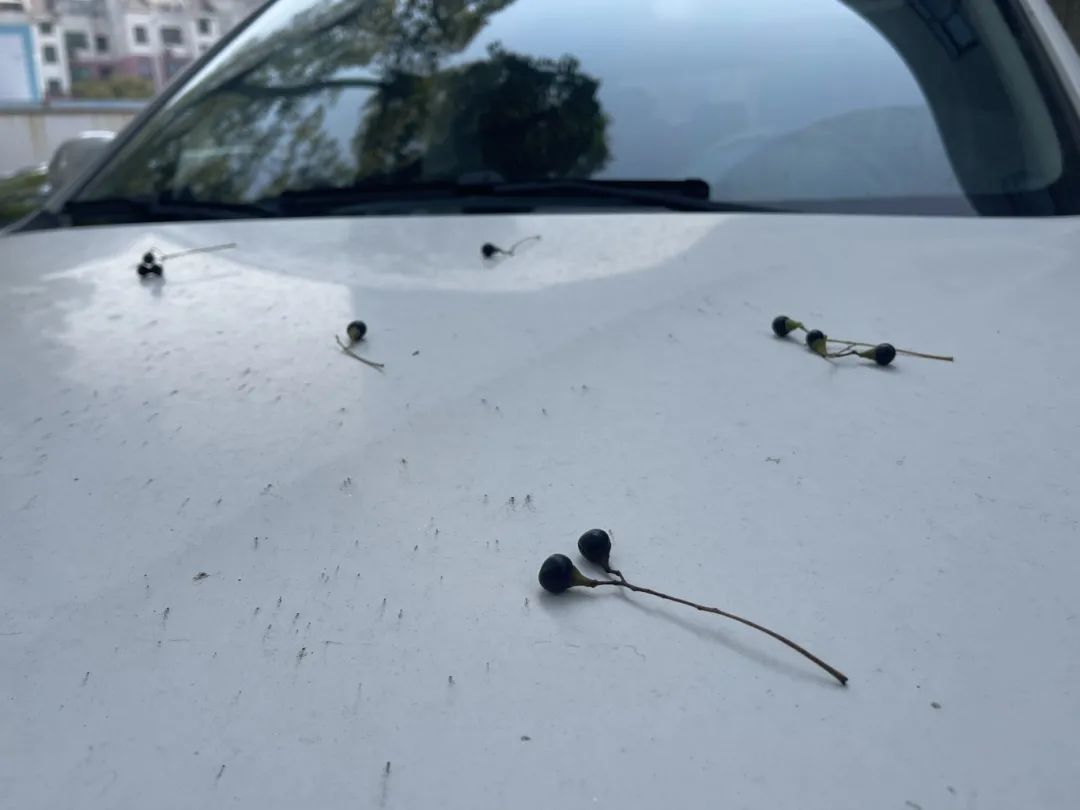 江西街头大量出现“黑珍珠” 提醒：不要踩 汁液粘在地上难清理