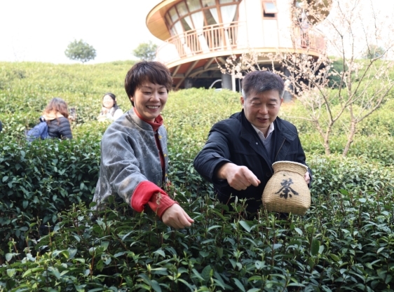 庐山市:海庐茶博园春茶开采 品味春日茶香盛宴