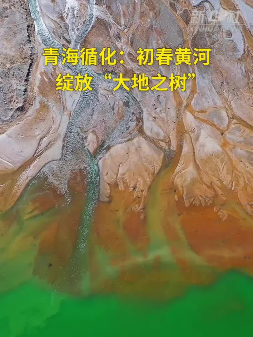 青海循化：初春黄河绽放“大地之树”