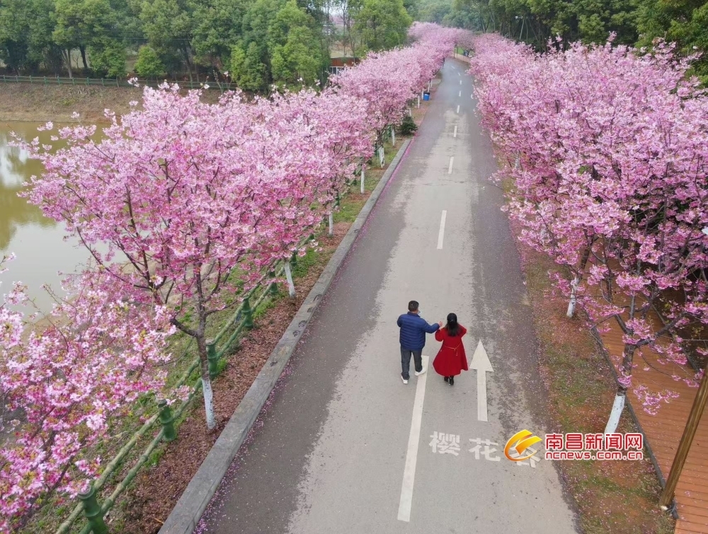 南昌县凤凰沟樱花盛开春意浓（图）
