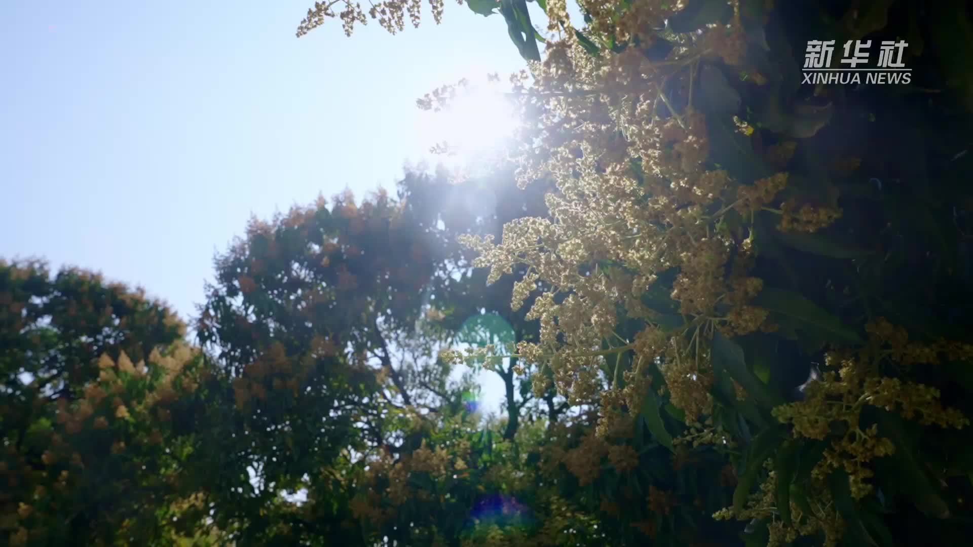 云南元江：芒果花开 释放“甜蜜信号”