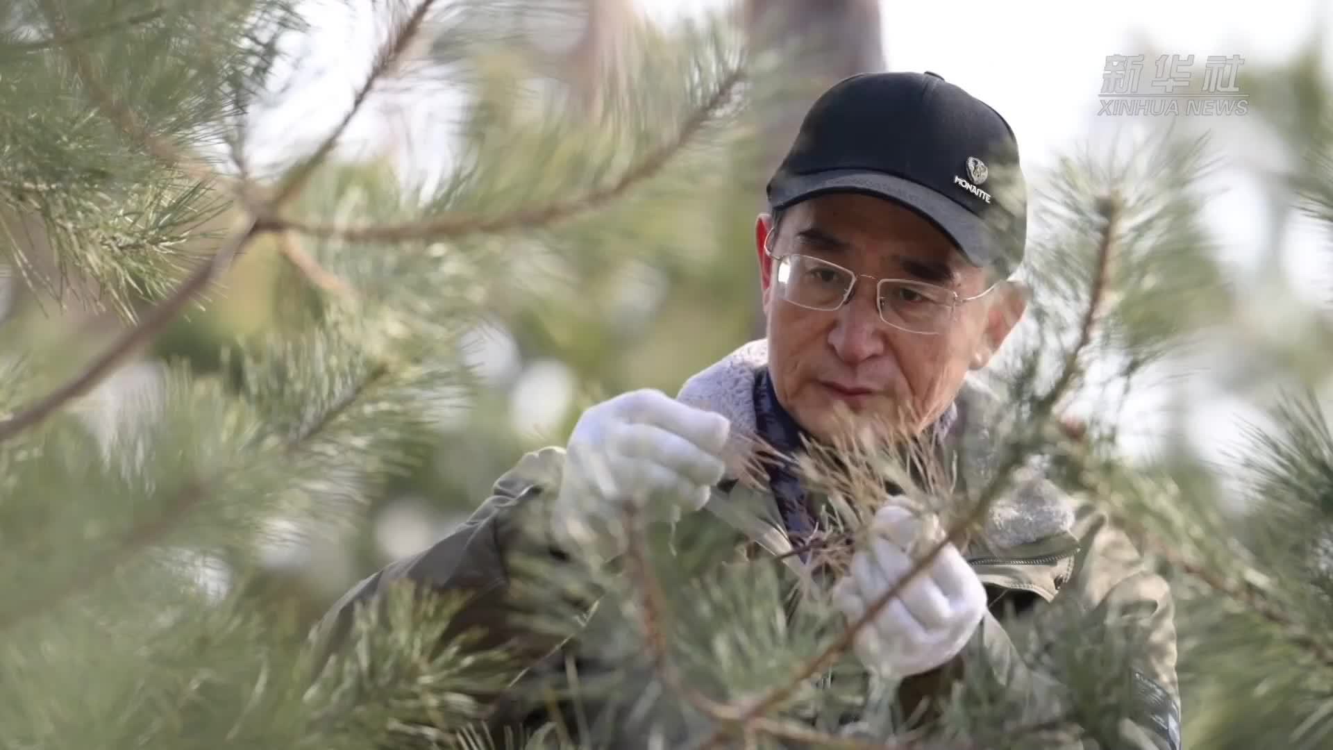 “树医生”宋晓东：愿做一棵挺拔不屈的“樟子松”