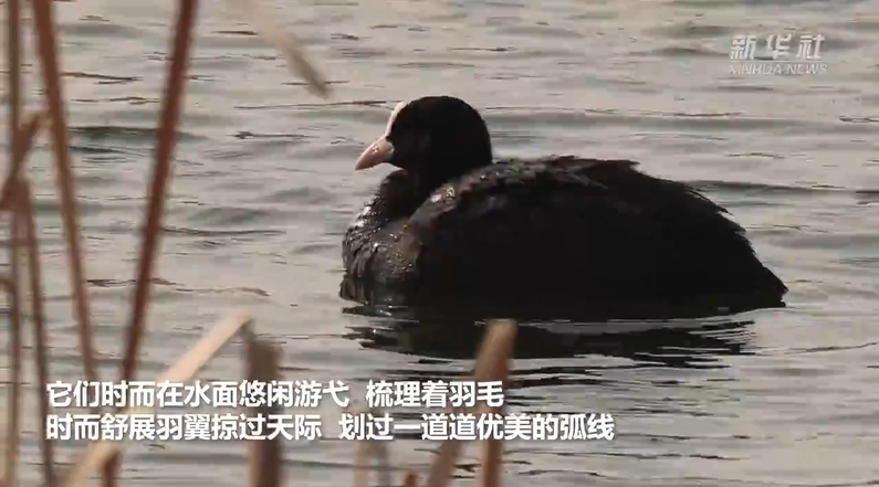 春天里的中国丨河北武安：水鸟翩跹迎春归