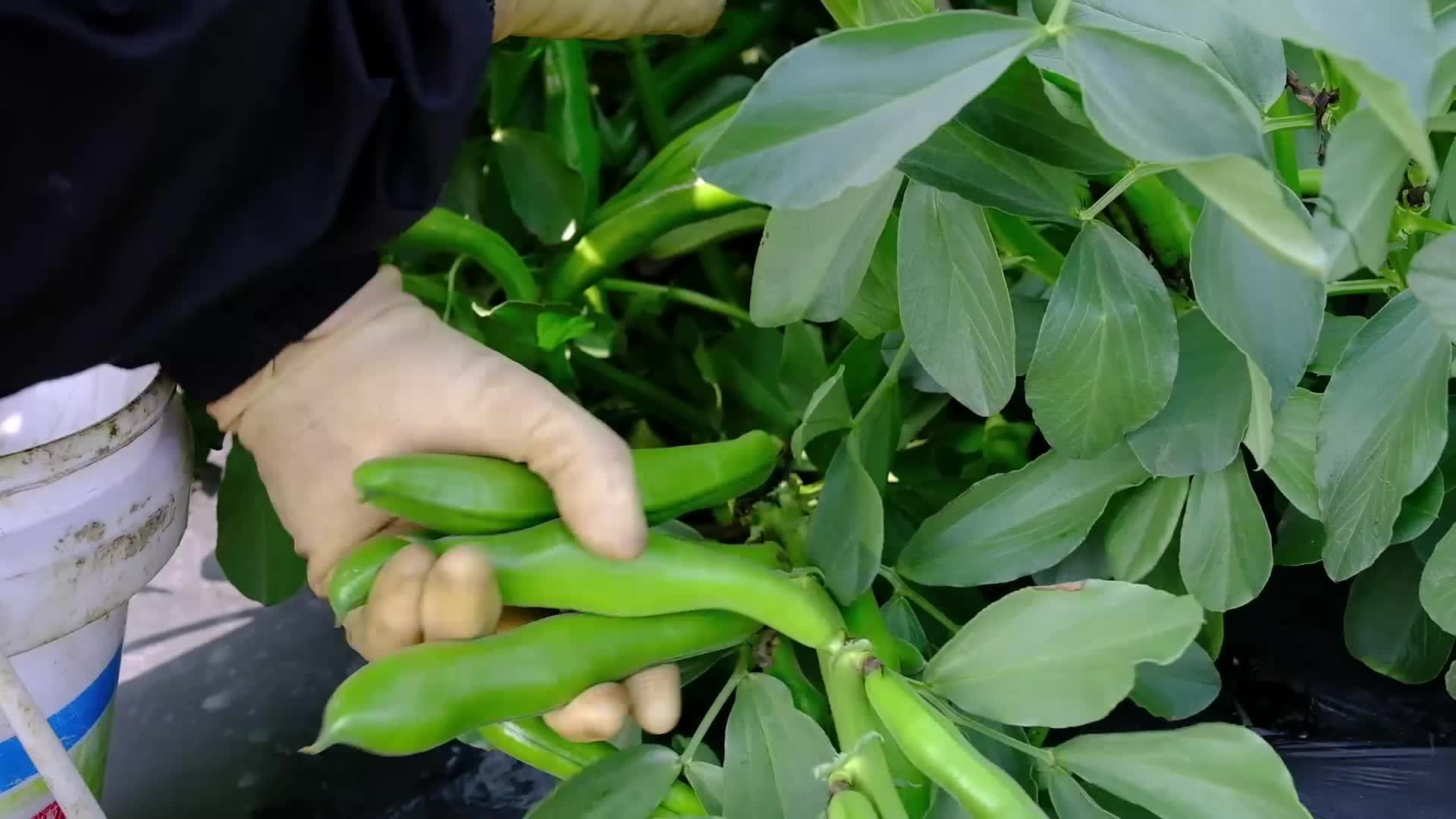 千城百县看中国｜收获啦！马鼻蚕豆好“丰”光