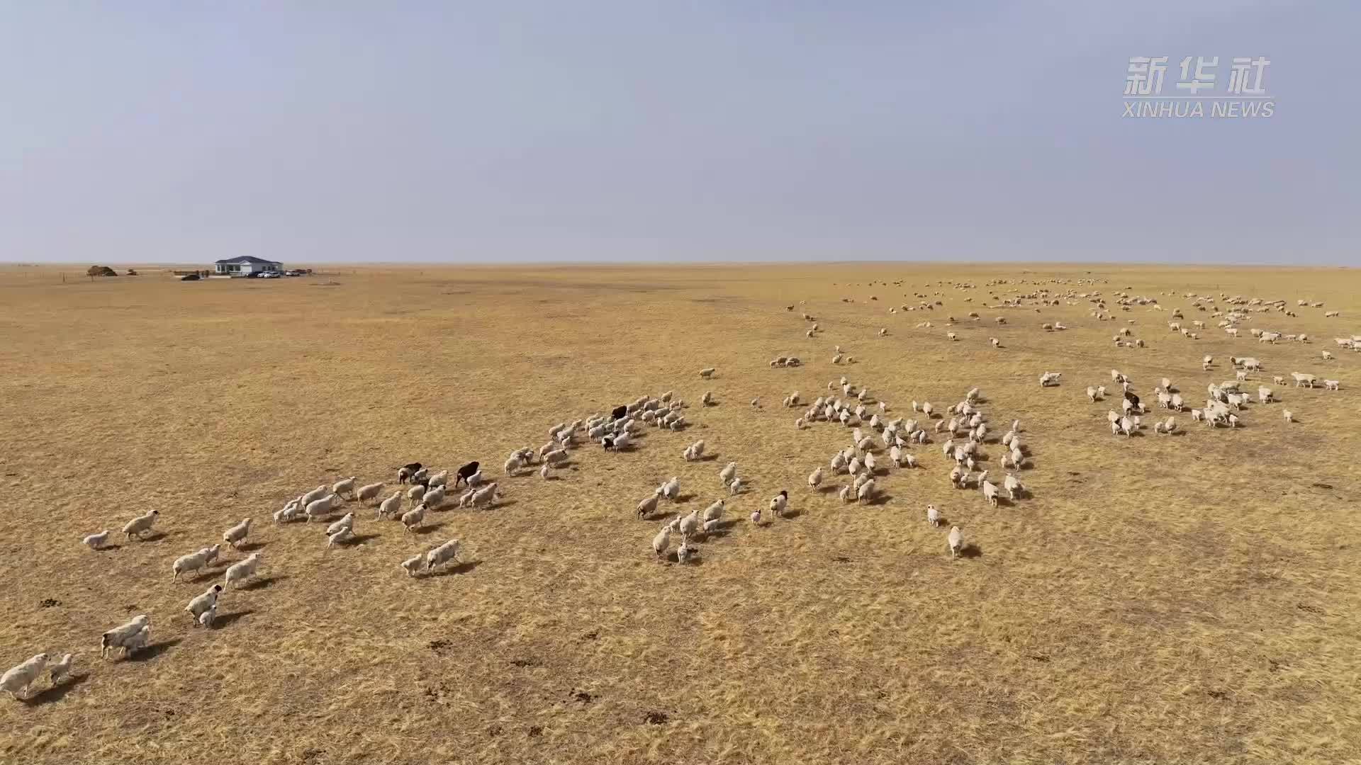 内蒙古锡林郭勒：牧民喜接春羔