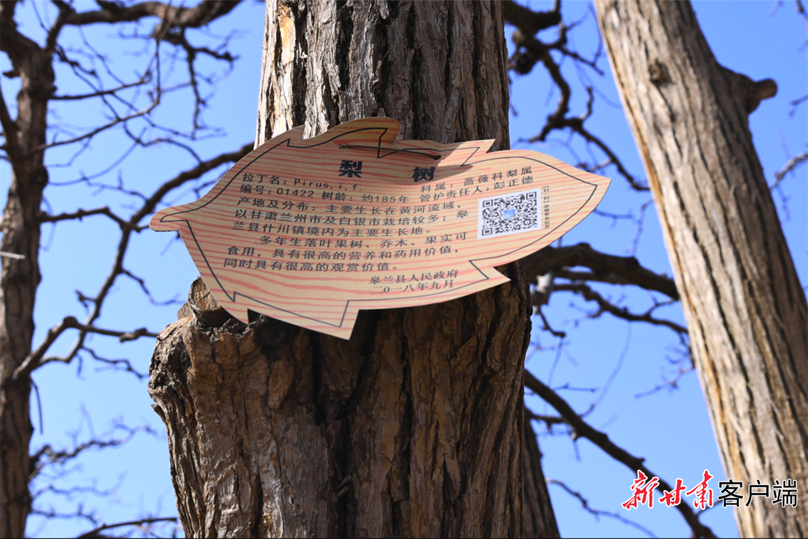 每株古树都有自己的名片