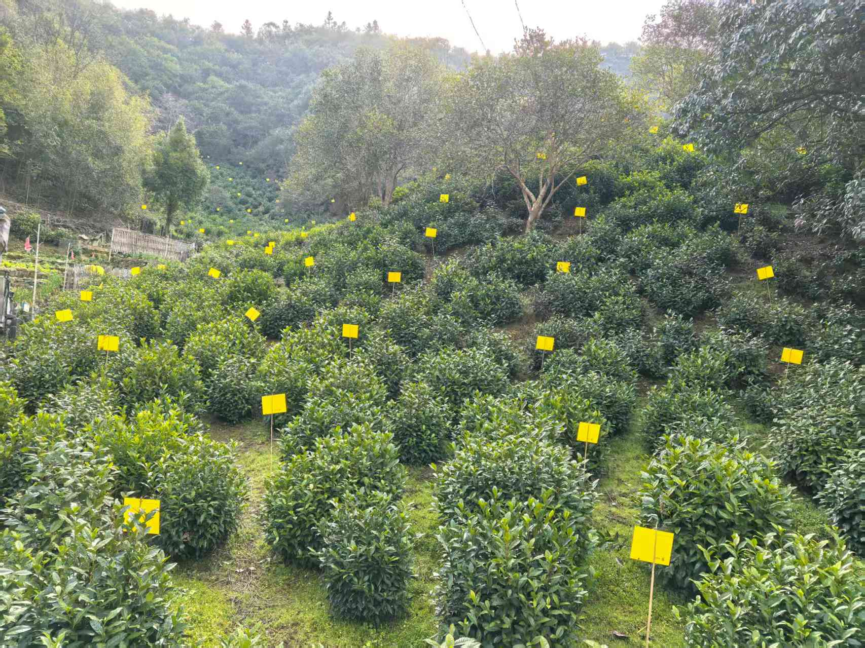 黄山市徽州区：茶园绿色防控 提升茶叶品质